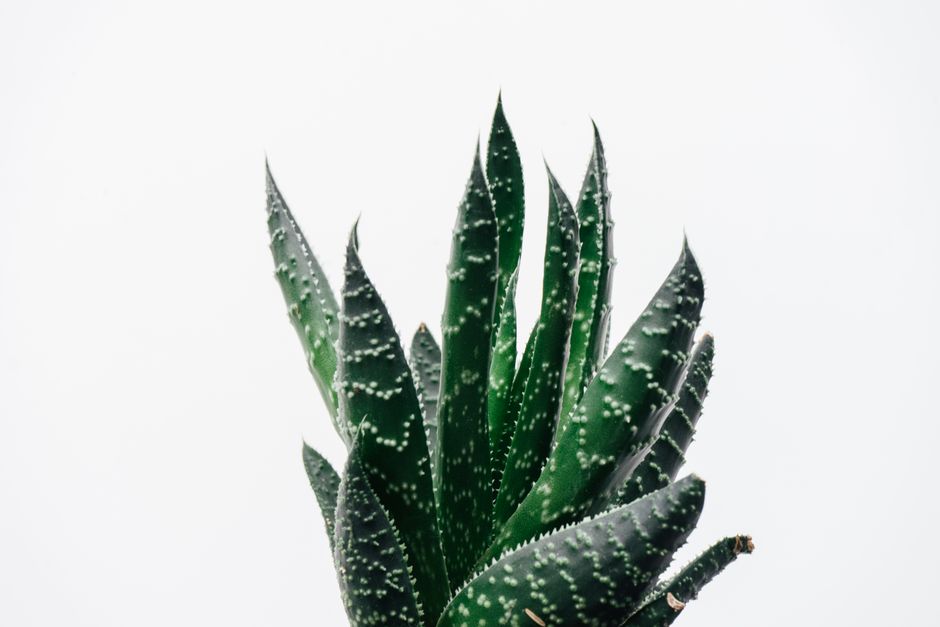 Ingredientes mexicanos: nopal, agave y copal
